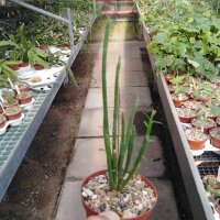 Euphorbia schimperi
