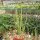 Euphorbia schimperi