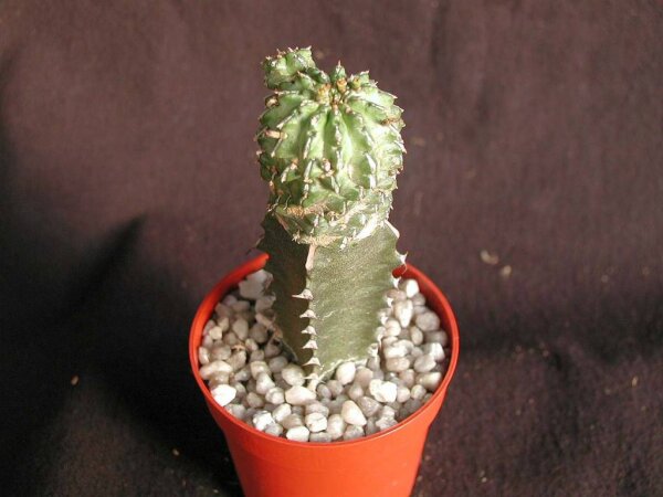 Euphorbia sepulta