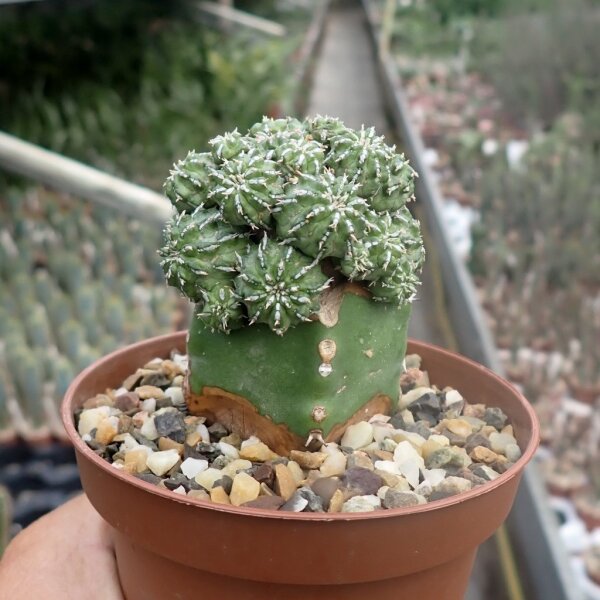 Euphorbia sepulta gepfr.