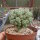 Euphorbia sepulta gepfr.