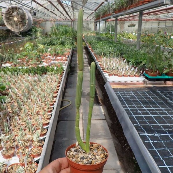 Euphorbia attastoma