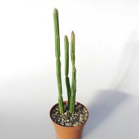 Euphorbia attastoma