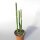 Euphorbia attastoma