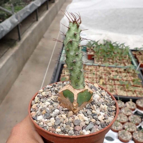 Euphorbia spec. Cap Guardafui gepfr.