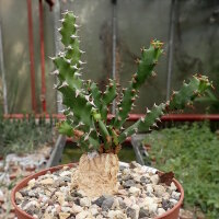 Euphorbia squarrosa