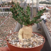 Euphorbia squarrosa