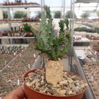 Euphorbia squarrosa