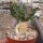 Euphorbia squarrosa