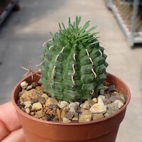 Euphorbia stellaespina