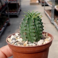 Euphorbia stellaespina