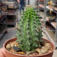 Euphorbia stellaespina