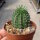 Euphorbia stellaespina