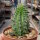 Euphorbia stellaespina