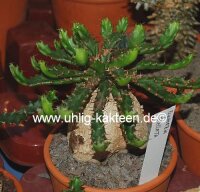 Euphorbia stellata