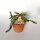 Euphorbia stellata