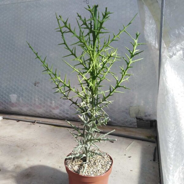 Euphorbia stenoclada n.w.