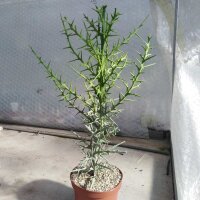 Euphorbia stenoclada n.w.