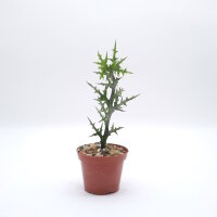 Euphorbia stenoclada n.w.
