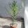 Euphorbia stenoclada n.w.