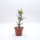 Euphorbia stenoclada n.w.