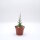Euphorbia stenoclada n.w.