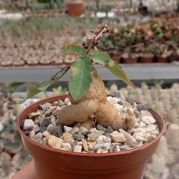 Euphorbia subapoda Caudex