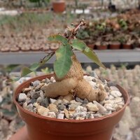 Euphorbia subapoda Caudex
