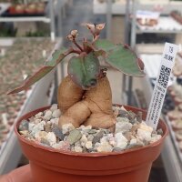 Euphorbia subapoda Caudex