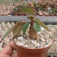 Euphorbia subapoda Caudex