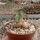 Euphorbia subapoda Caudex