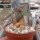 Euphorbia subapoda Caudex