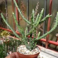 Euphorbia subscandens Kenja