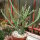 Euphorbia subscandens Kenja