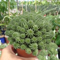 Euphorbia suzannae Kleine Karoo, Südafrika