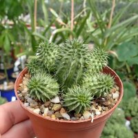 Euphorbia suzannae Kleine Karoo, Südafrika