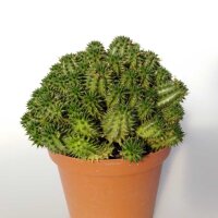 Euphorbia suzannae Kleine Karoo, Südafrika