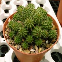 Euphorbia suzannae Kleine Karoo, Südafrika