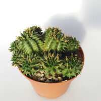 Euphorbia suzannae Kleine Karoo, Südafrika