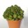Euphorbia suzannae Kleine Karoo, Südafrika