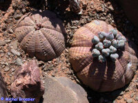 Euphorbia symmetrica Rietbron, Südafrika