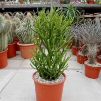 Euphorbia tirucallii