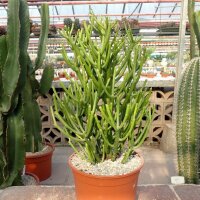 Euphorbia tirucallii
