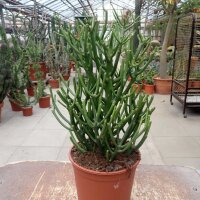 Euphorbia tirucallii