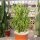 Euphorbia tirucallii