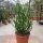 Euphorbia tirucallii