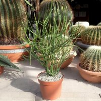 Euphorbia tirucallii XL
