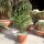 Euphorbia tirucallii XL