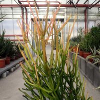 Euphorbia tirucallii cv. Sunfire