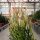 Euphorbia tirucallii cv. Sunfire
